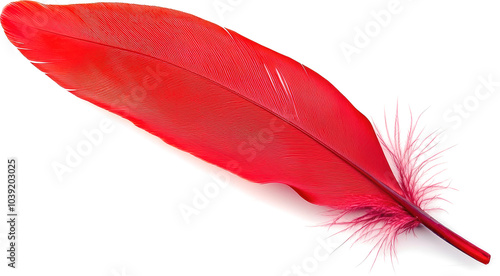 Red feather on black background photo