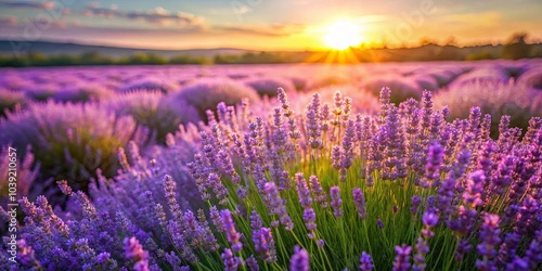 A vibrant field of lavender blooms bathed in the warm glow of a setting sun, showcasing nature's beauty and tranquility.