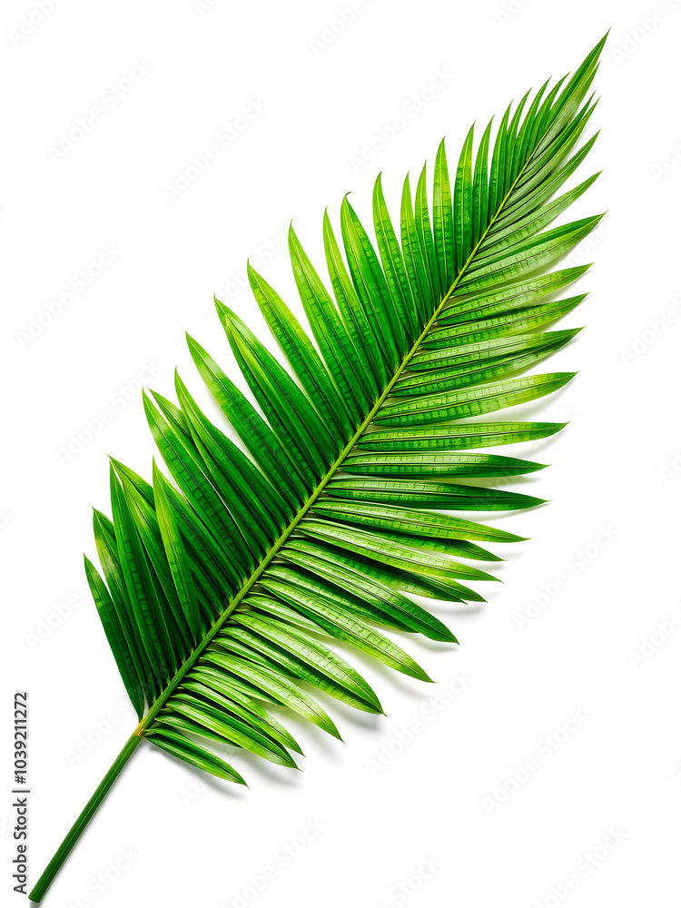 A green leafy plant with a long stem A green leafy plant with a long stem