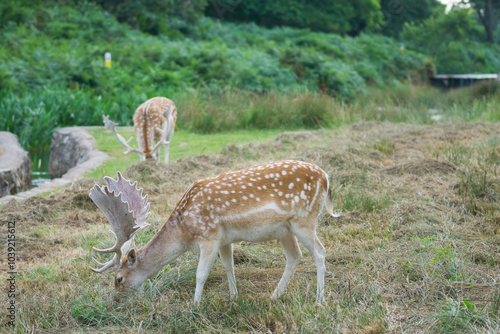Deer's in Bradgate Park in the UK.