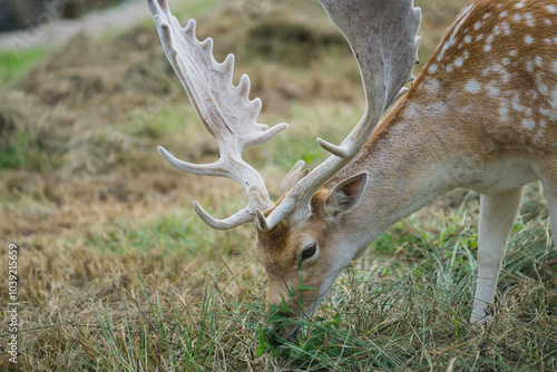 Deer's in Bradgate Park in the UK. photo