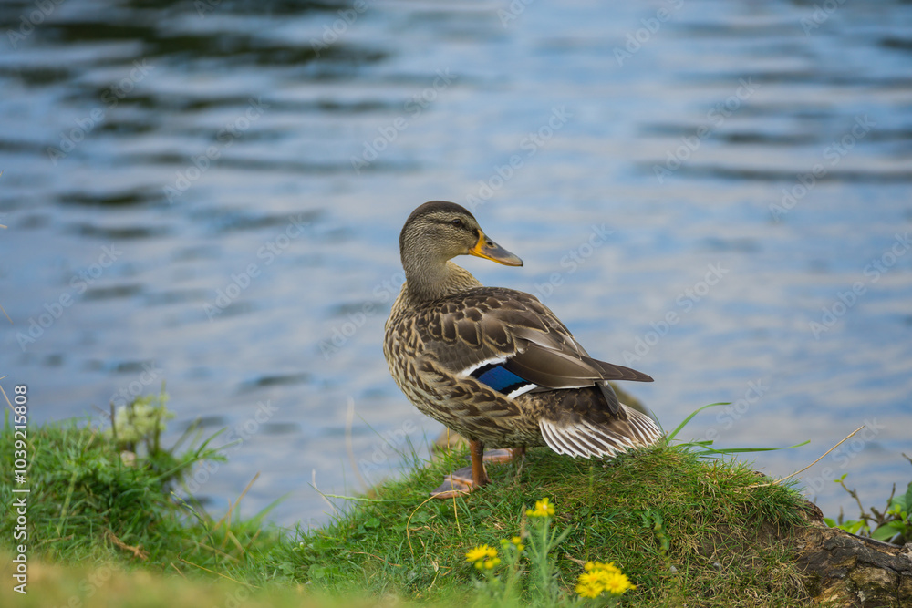 Fototapeta premium Ducks in Bradgate Park in the UK.