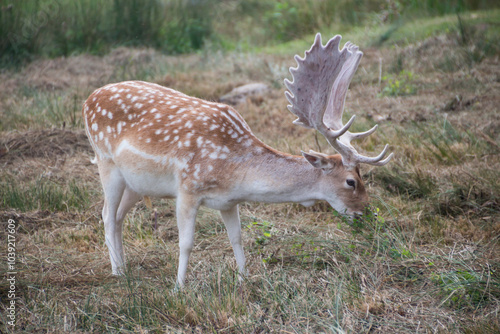 Deer's in Bradgate Park in the UK.