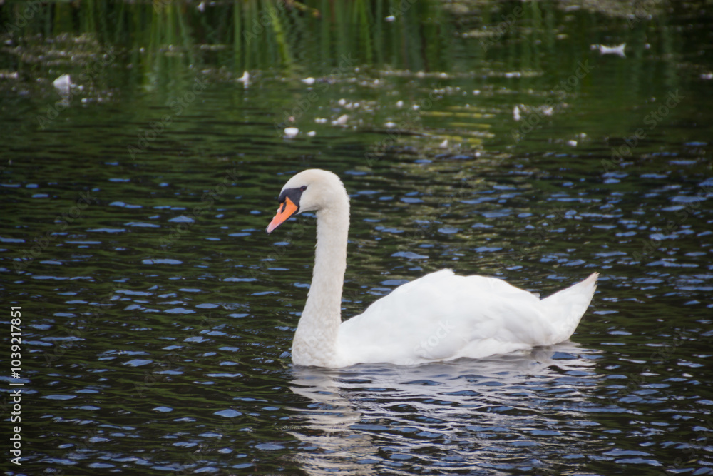 Swans swimming in a river, Bradgate Park UK. Swans swimming in a river, Bradgate Park UK.