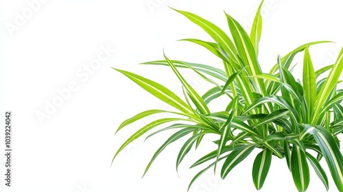 Green and white plant leaves