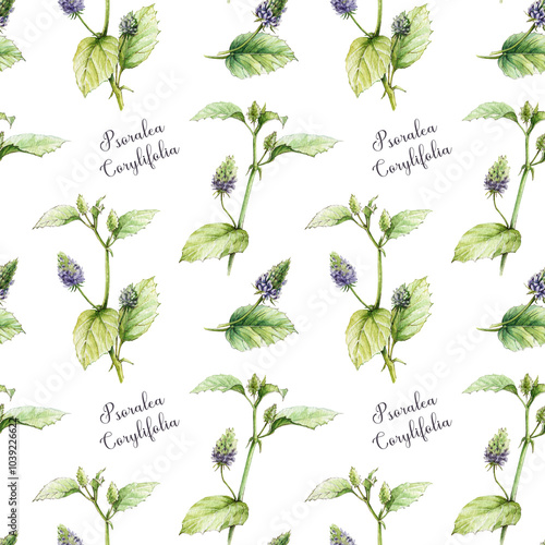 Psoralea corylifolia plant seamless pattern. Watercolor vintage style illustration. Hand drawn organic Bakuchiol heathy herb natural retinol element. Psoralea medicinal plant seamless pattern photo