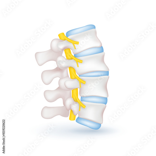 Spinal nerve cord yellow. Vertebral anatomy and disc bone human organ on white background. Medical diagnosis concept. Banner vector EPS10.