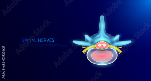 Top view spinal nerve cord yellow. Vertebral anatomy and disc bone human organ on dark blue background. Medical diagnosis concept. Banner vector EPS10