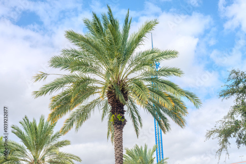 A palm tree stands tall in the foreground, while behind it, an exhilarating ride swings thrill-seekers high into the air, creating a dynamic contrast of nature and excitement against a clear sky.
 photo