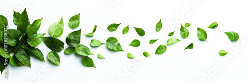 Fresh green leaves arranged in a flowing pattern against a white background.