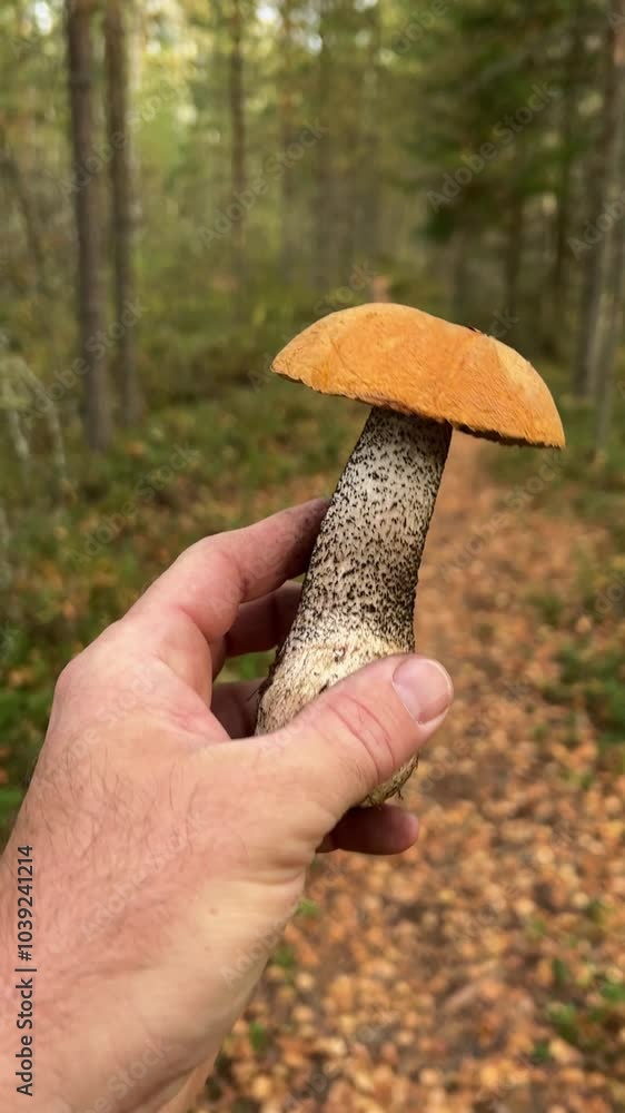 4k video. Aspen mushroom in a man's hand. love of edible products. healthy food. 4k video. Aspen mushroom in a man's hand. love of edible products. healthy food.