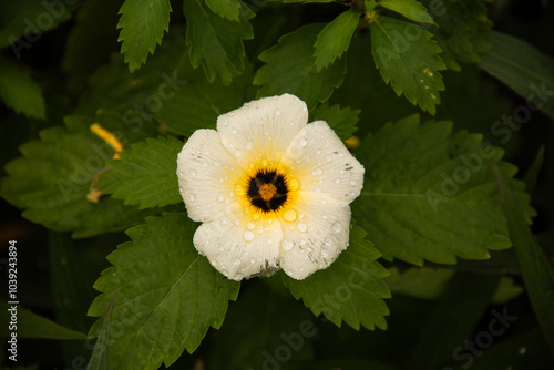 Flor branca com gotas de orvalho photo