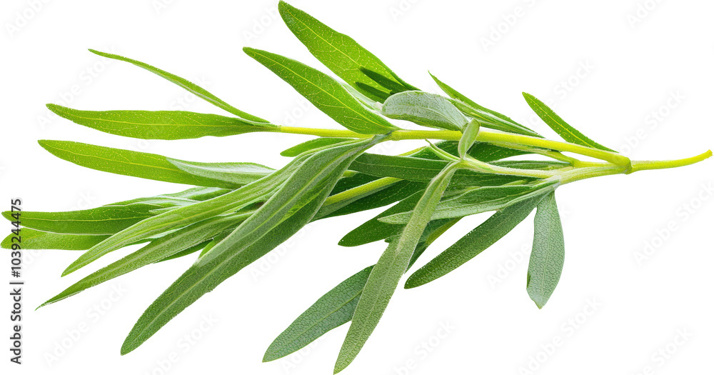 Fototapeta premium Fresh sprig of tarragon