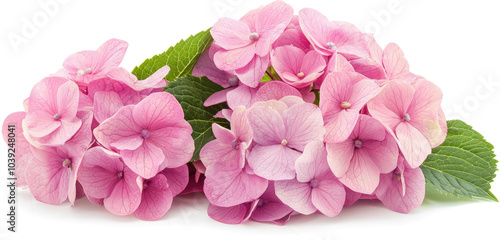 Pink hydrangea bloom close up
