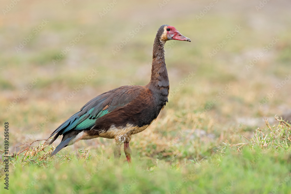 Fototapeta premium A spur-winged goose (Plectropterus gambensis) in natural habitat, Chobe National Park, Botswana.
