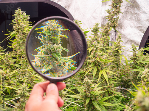 Obraz na plátně Marijuana plant being inspected with a magnifying glass.