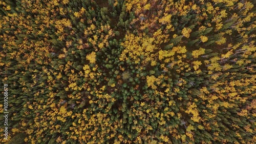 A Vibrant Autumn Landscape at Five Finger Rapids Along the Dempster Highway in Yukon, Canada - Aerial Topdown Shot photo