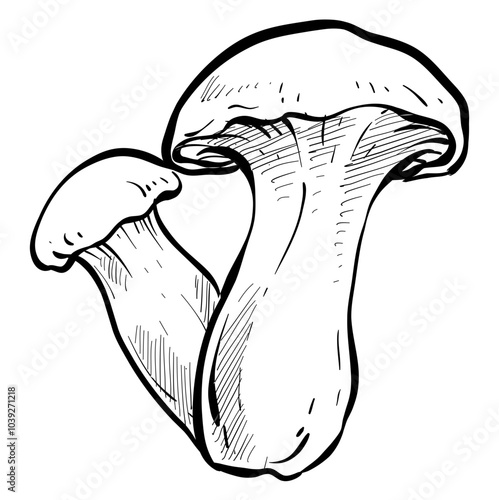 mushroom handdrawn illustration