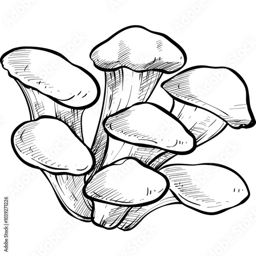 hiratake mushroom handdrawn illustration
