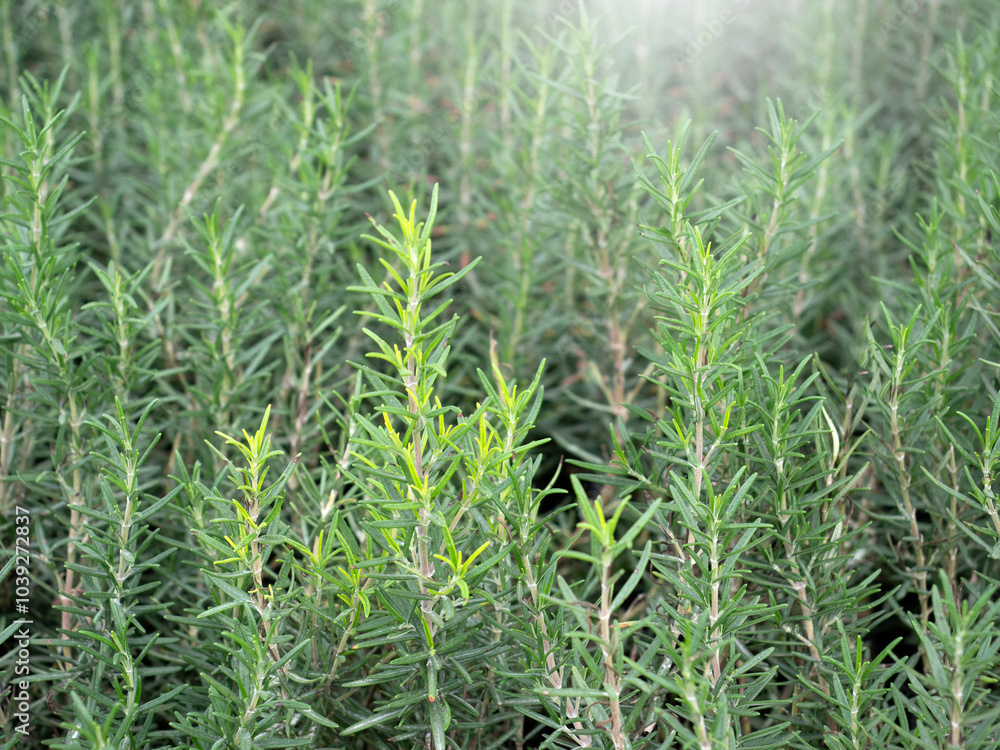 Rosemary plants in nature background. Rosemary plants in nature background.