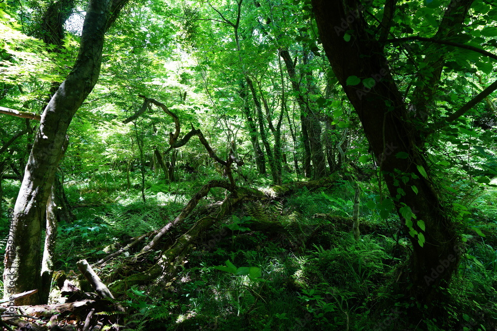 Fototapeta premium refreshing spring forest in the gleaming sunlight