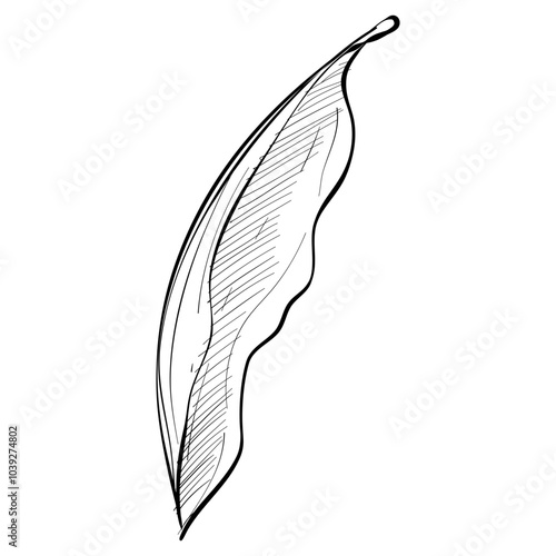 leaves handdrawn illustration