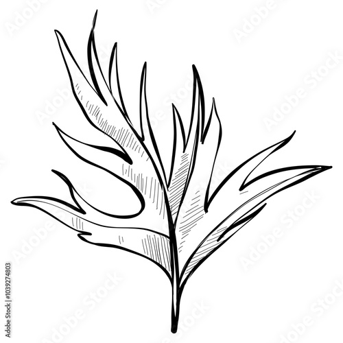 leaves handdrawn illustration