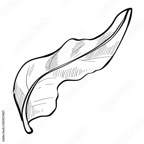 leaves handdrawn illustration
