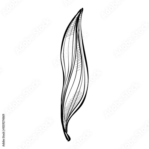leaves handdrawn illustration