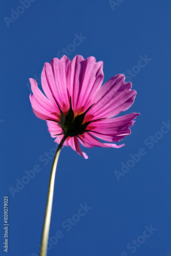 pink gerber daisy against blue sky