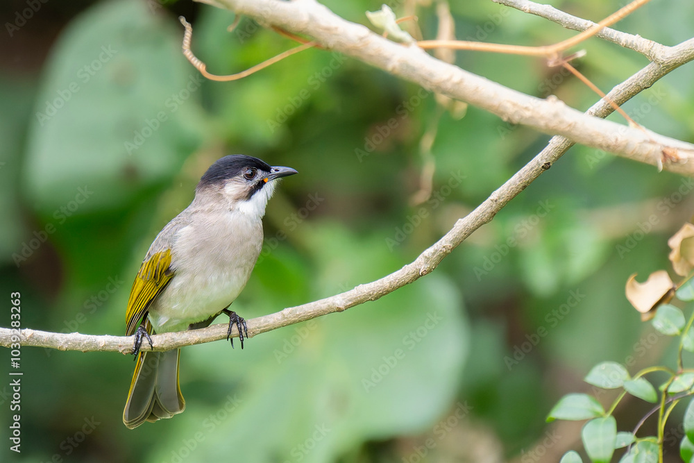 Styan's bulbul endemic bird of Taiwan perched Styan's bulbul endemic bird of Taiwan perched