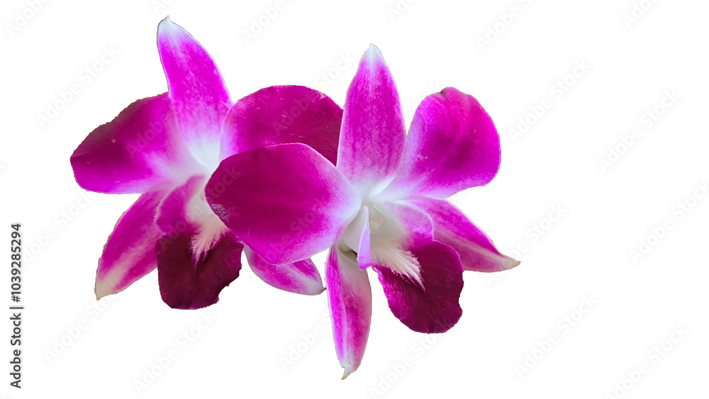 Purple orchid on white background. clipping path. Purple orchid on white background. clipping path.