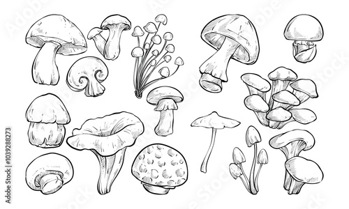 mushroom handdrawn collection