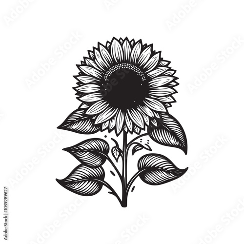 Sunflower flower vector black and white graphics isolated on a white background, linocut, realistic drawing, linear art. single sunflower