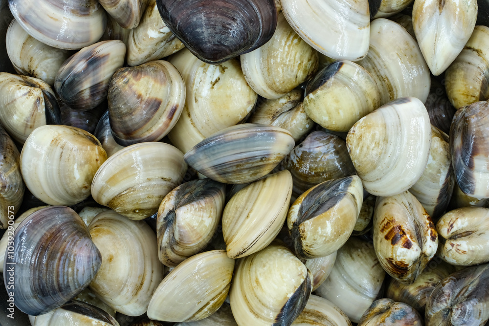 Fresh clams for seafood background Fresh clams for seafood background