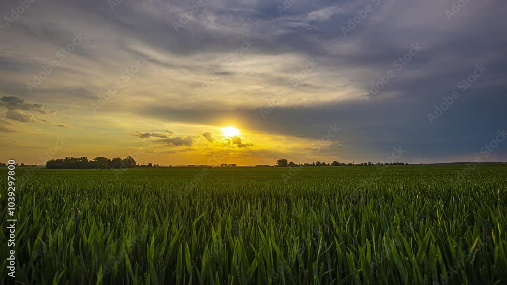 Golden sun rises higher over a field, timelapse of sunlight breaking through clouds and illuminating the dense blades of grass across the land Golden sun rises higher over a field, timelapse of sunlight breaking through clouds and illuminating the dense blades of grass across the land