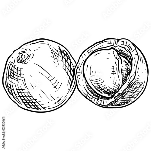 nuts handdrawn illustration