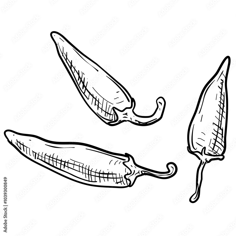 chilli handdrawn illustration
