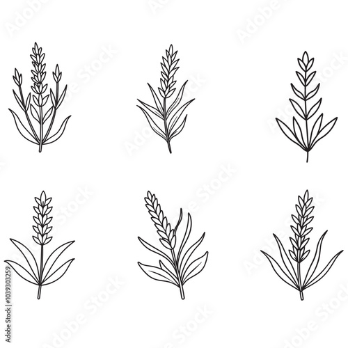 Lavender plant vector