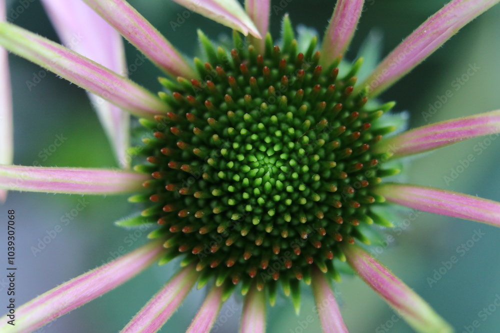 Flor de espiral de Fibonacci Flor de espiral de Fibonacci