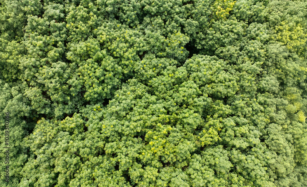 Aerial top view of rubber plantation on mountain. Green tree top view forest from above. Aerial top view of rubber plantation on mountain. Green tree top view forest from above.