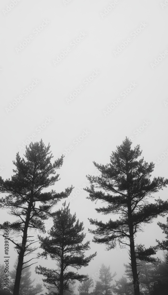 Tall pine trees stand silhouetted against a hazy, white sky in a black and white image. Tall pine trees stand silhouetted against a hazy, white sky in a black and white image.