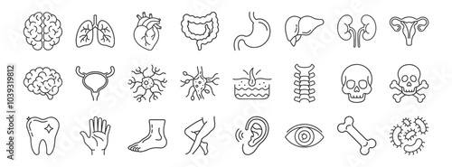 Human organs line icon set. Vector pictograms of heart, lungs, liver, stomach, intestine, kidney, bladder, anatomy thin linear illustration.