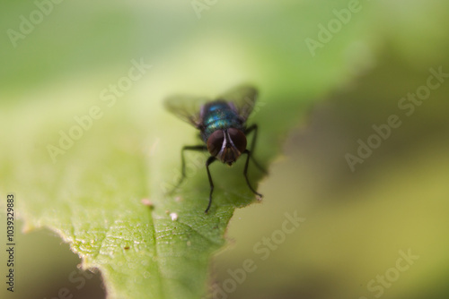 fly on leaf