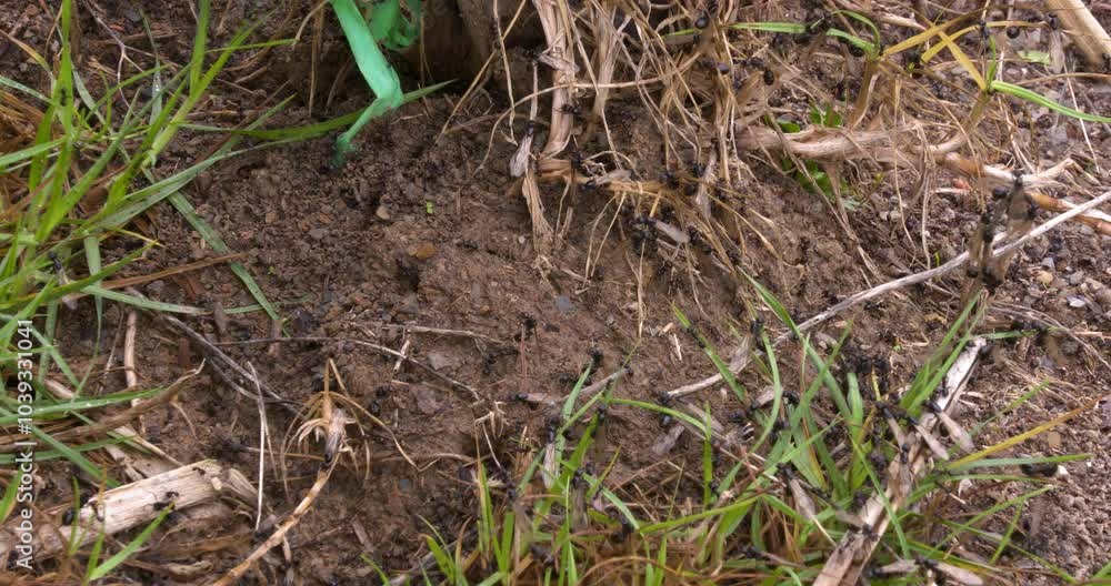 The ant colony comes to life before the rain begins, and the flying specimens leave the nest. The ant colony comes to life before the rain begins, and the flying specimens leave the nest.