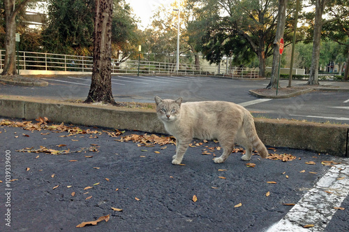 A Siamese Feral cat, standing on the pavement in a parking lot, in Central Florida  photo