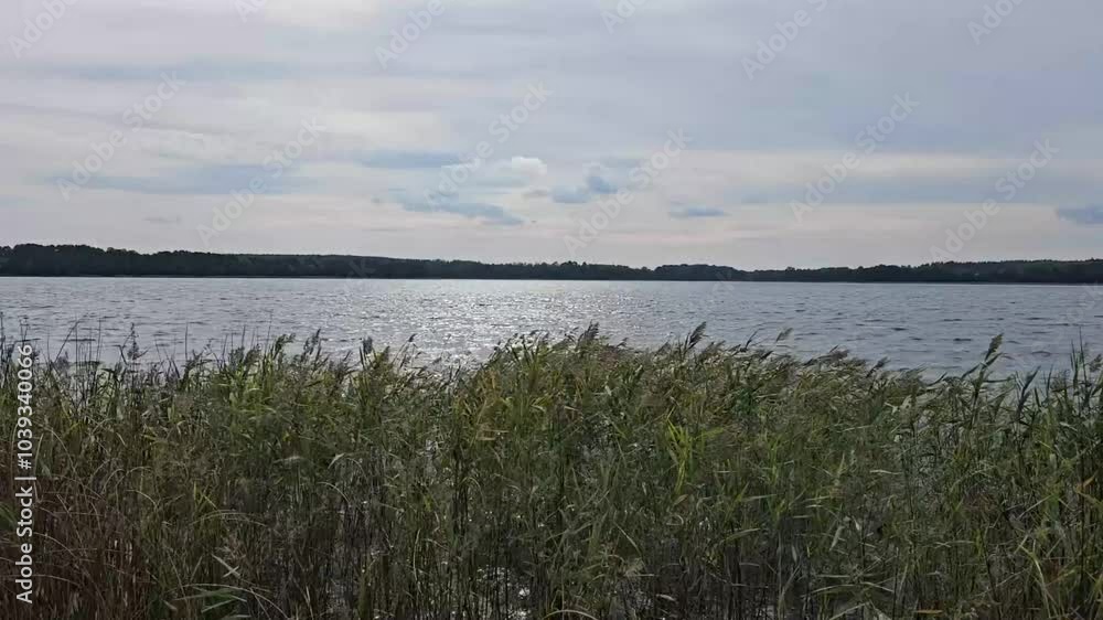 Tranquil lakeside view with lush grass and serene water under a cloudy sky in the early hours of a beautiful day. Generative AI Tranquil lakeside view with lush grass and serene water under a cloudy sky in the early hours of a beautiful day. Generative AI
