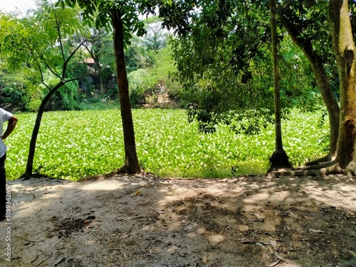 green Water hyacinths field with water photo