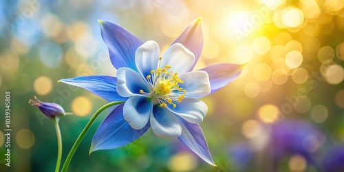 Blue Lake Columbine Bokeh - Colorado Wildflower Photography photo