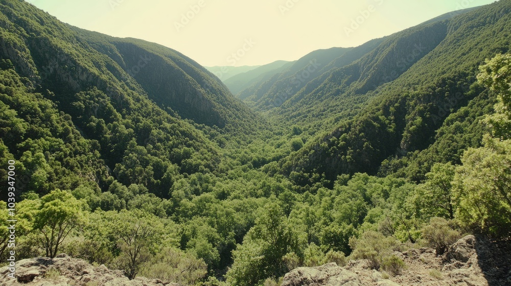 Fototapeta premium A view from a cliff overlooking a lush green valley.